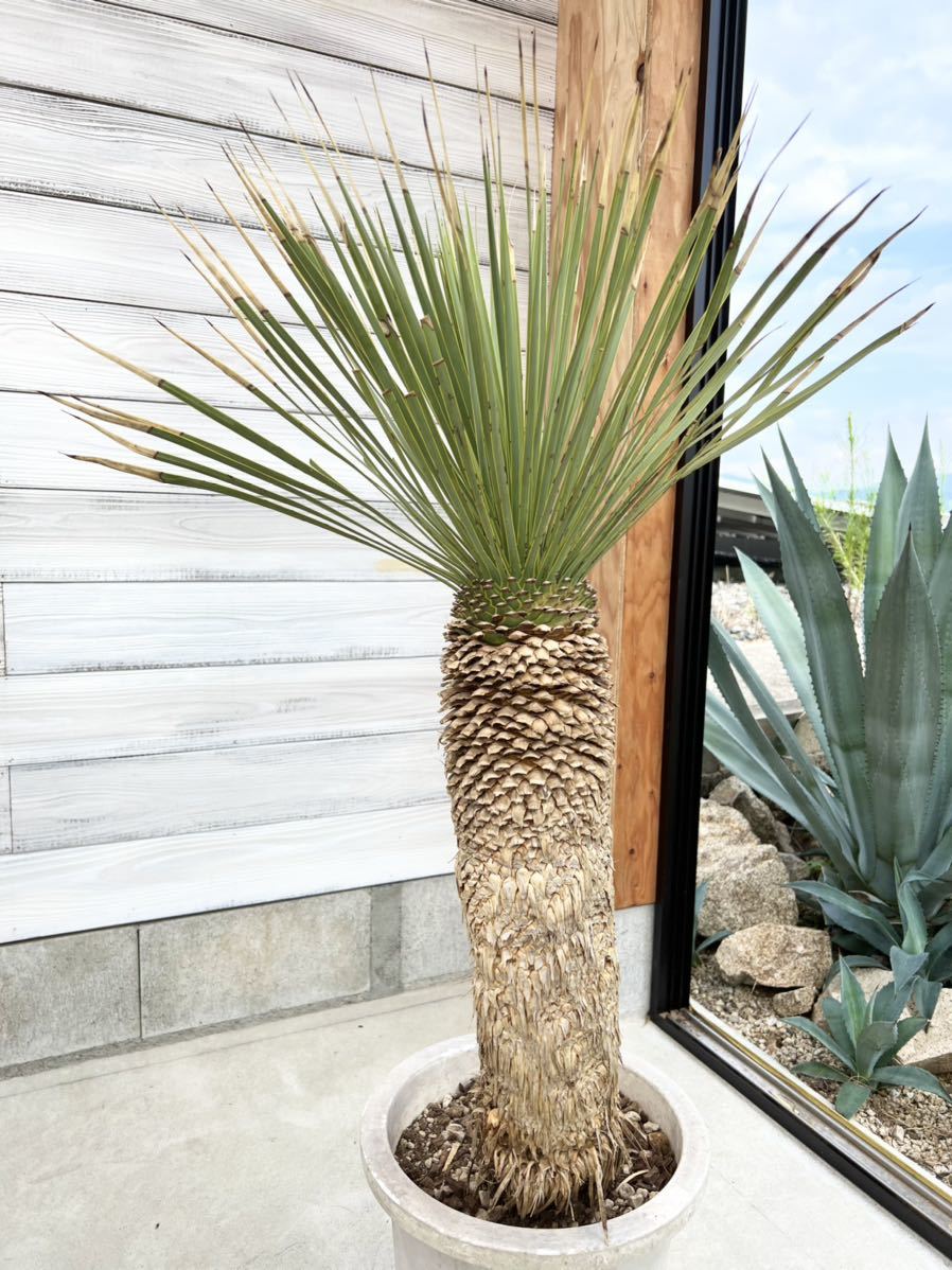 ユッカ ロストラータ Yucca rostrata ① 曲がり太株(ユッカ)｜売買され 