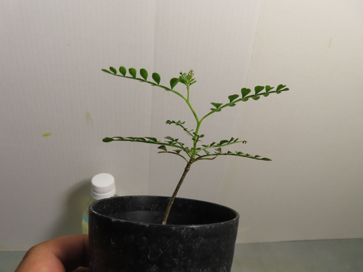 乃木坂46 鈴木絢音 sing out！ 直筆サイン入り 生写真