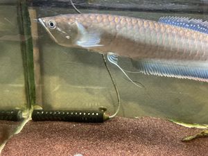 ブラックアロワナの値段と価格推移は 42件の売買情報を集計したブラックアロワナの価格や価値の推移データを公開