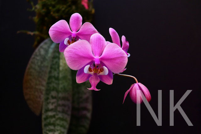 お買い得価格 【NK】転売不可【特選交配&ルビー根個体1】Phal