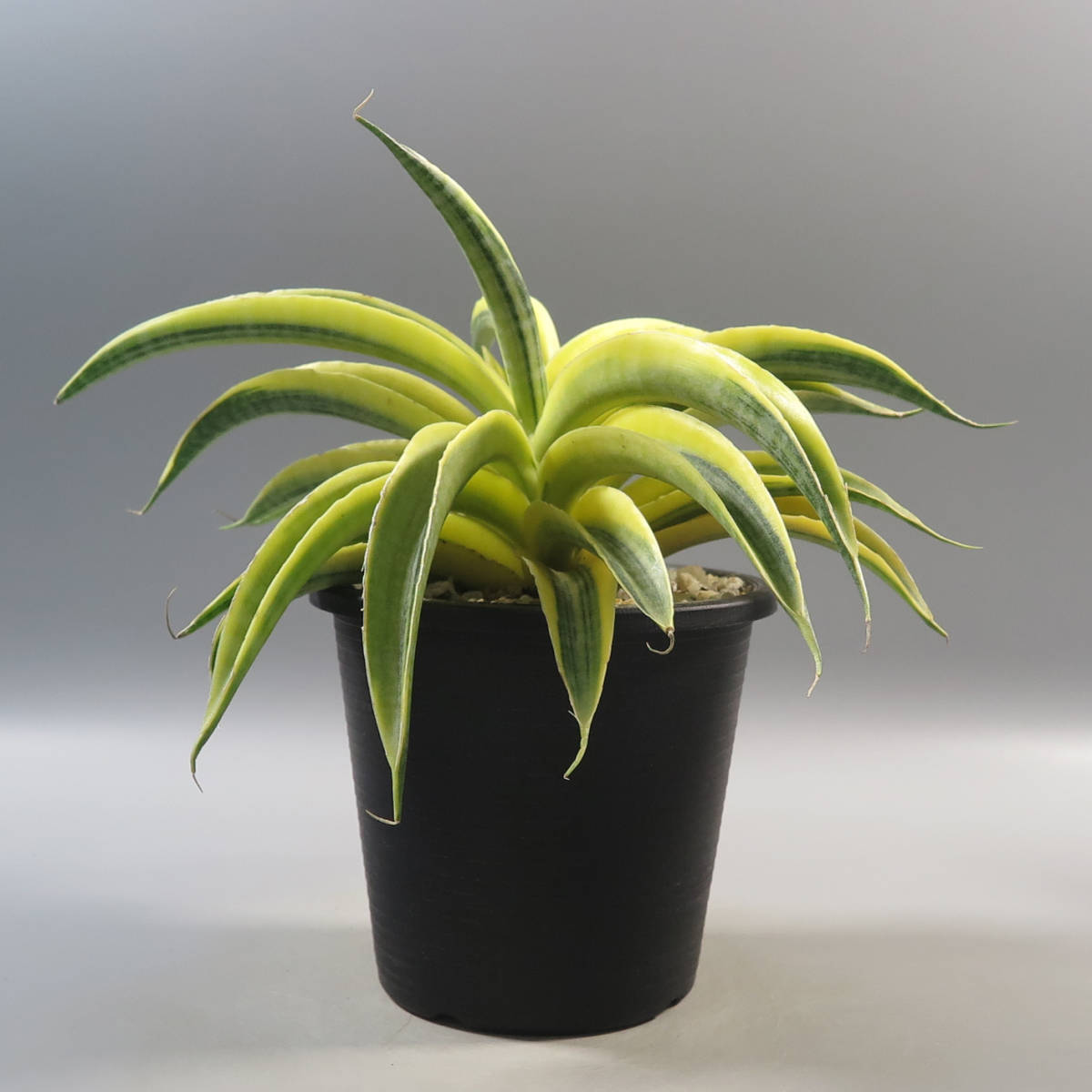 1. サンセベリア ☆ Sansevieria Siam Gold ★ サンスベリア