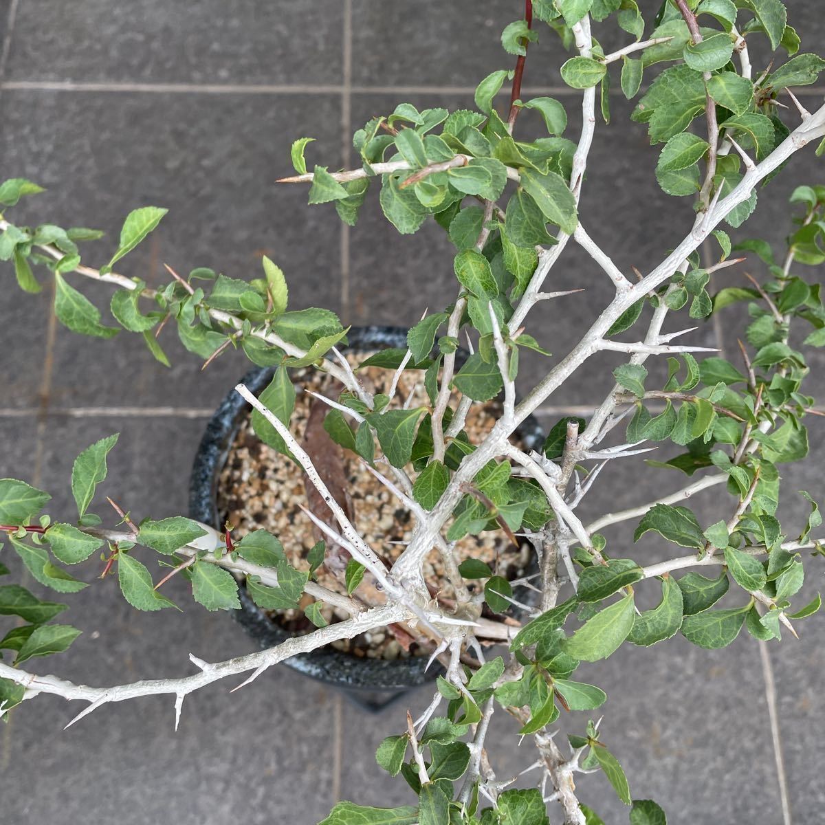 コミフォラ sp PV2597 葉落ちあり Commiphora sp.PV2597 exotica 根 