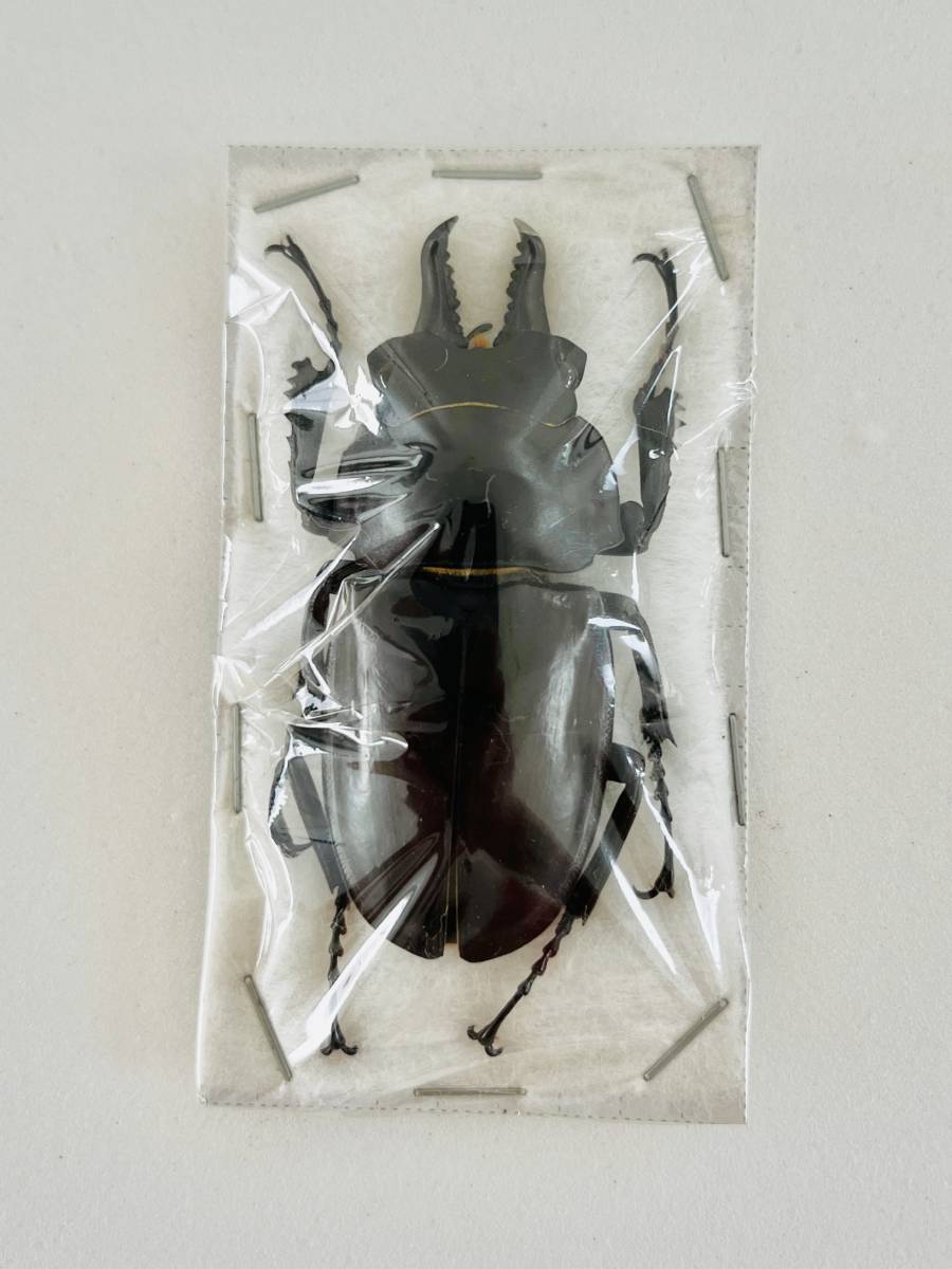 貴重標本】インド産 バラデバマルバネクワガタNeolucanus baladeba