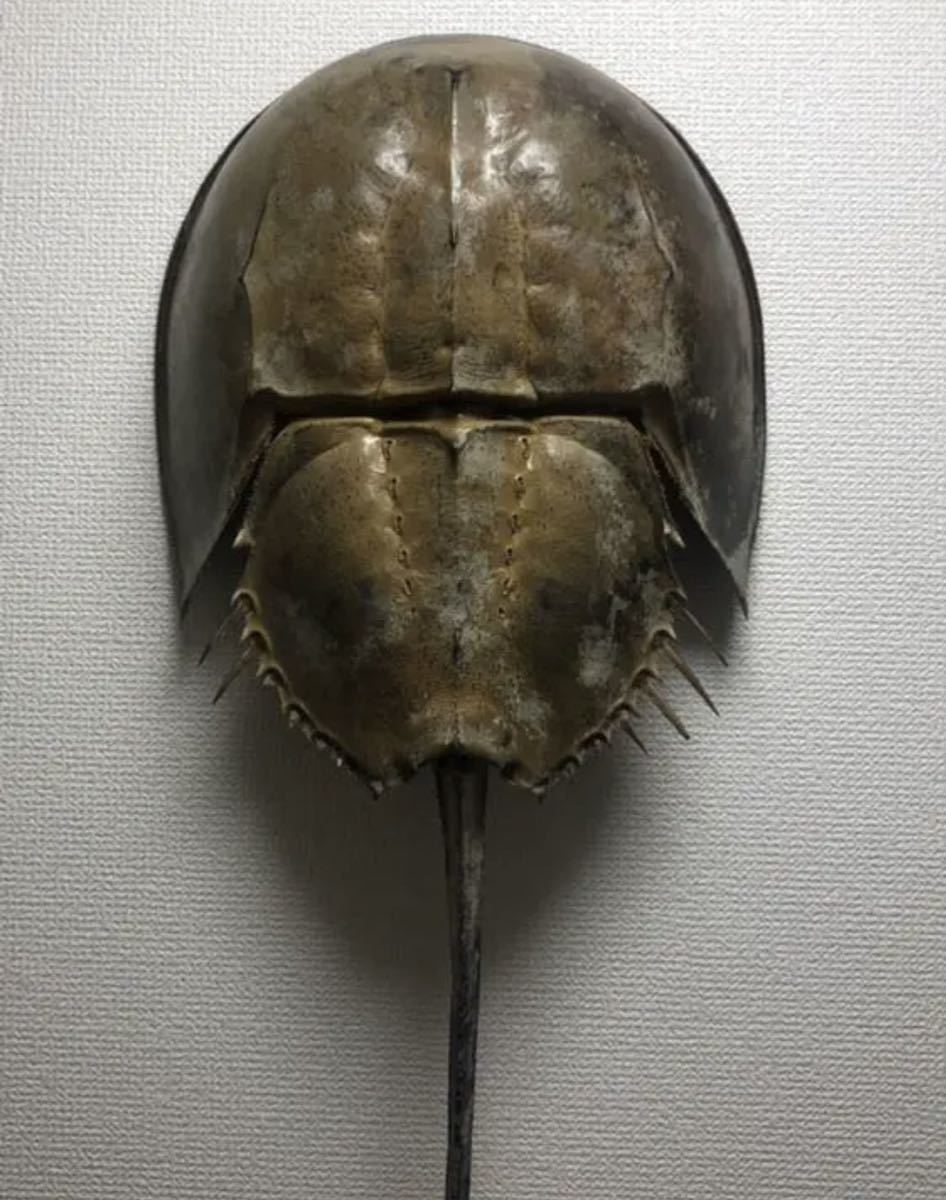 カブトガニの剥製 希少です 天然記念物 かぶとかに 標本 カブトガニ剥製