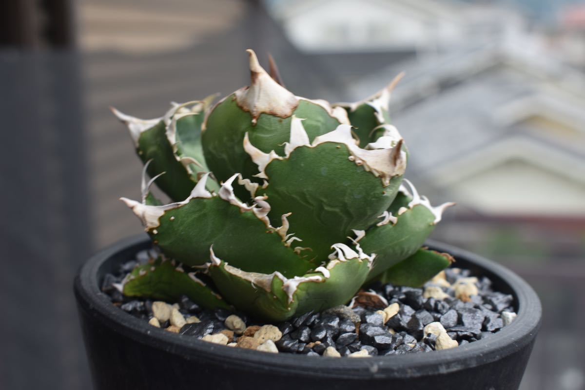 アガベ cok cg-01 アガベ cok cg01 AGAVE TITANOTA CG-01 COK アガベ チタノタ コック