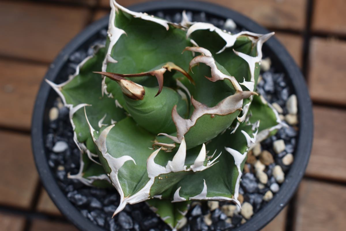 アガベ cok cg-01 アガベ cok cg01 AGAVE TITANOTA CG-01 COK アガベ チタノタ コック