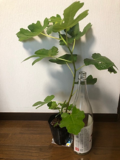 イチジクの大苗。Golden side UCR278-128 Golden Riverside Fig(UCR