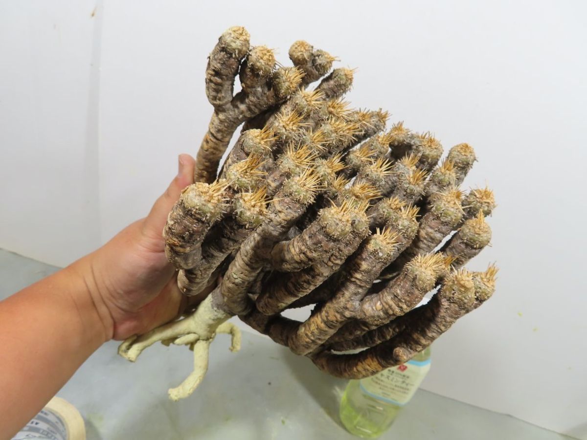 ユーフォルビア ユーフォルビア・ギラウミニアナ Euphorbia 