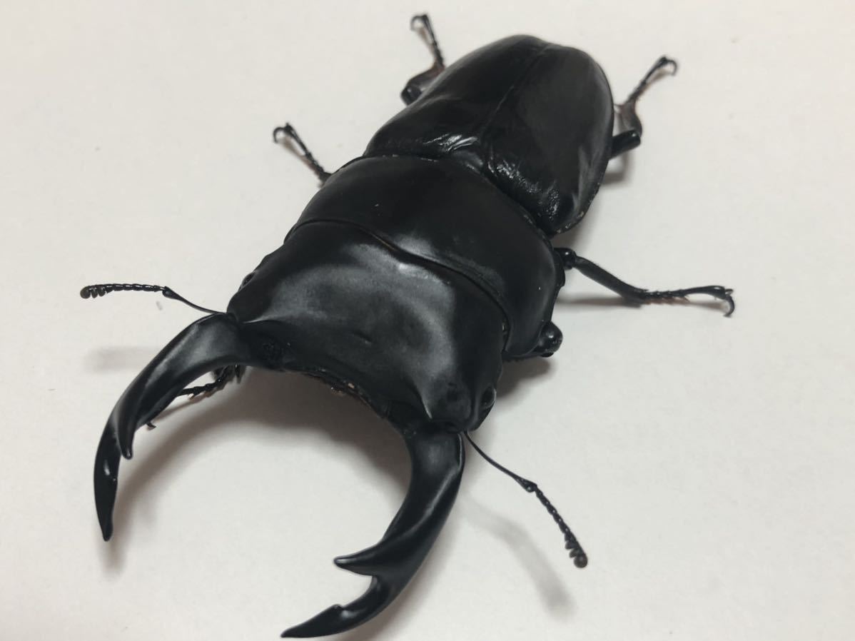 オオクワガタ 能勢YG 成虫　オス単品♂87.1mm 
