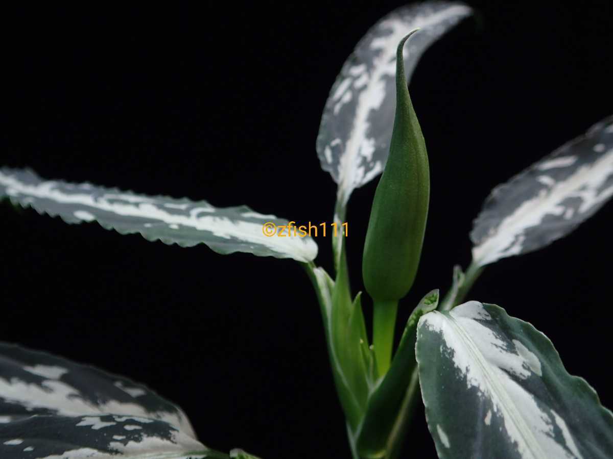 □LA便ネームド Aglaonema pictum A 雷切 Aceh sumatera LA0914 □LA便ネームド Aglaonema pictum A 雷切 Aceh sumatera LA0914