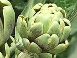 アーティチョークのヤフオク の相場 価格を見る ヤフオク のアーティチョークのオークション売買情報は11件が掲載されています