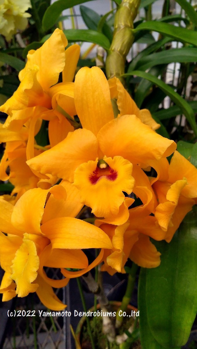 洋蘭原種 (785) 落葉性胡蝶蘭 Phalaenopsis thailandica