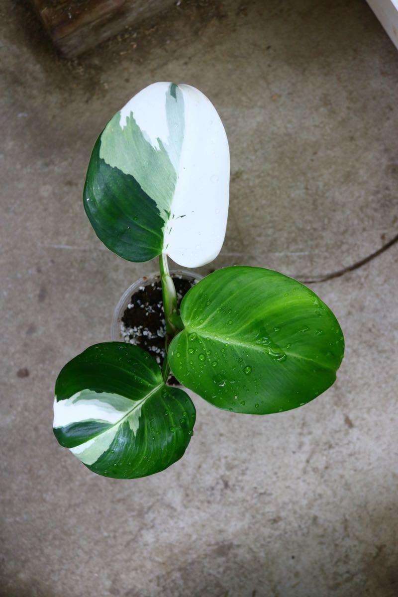 No.07/-TGK-/Phirodendron ’ White Princess ’/フィロデンドロン ホワイトプリンセス！！