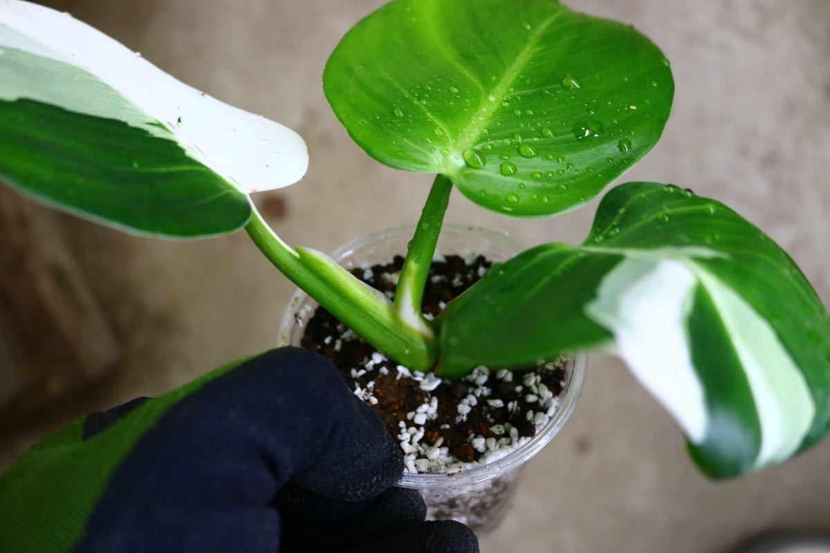 Philodendron The philodendron — Midwestern Jungle – Plants Hey Rooted of Indoor 0881613 Pot Grower 0