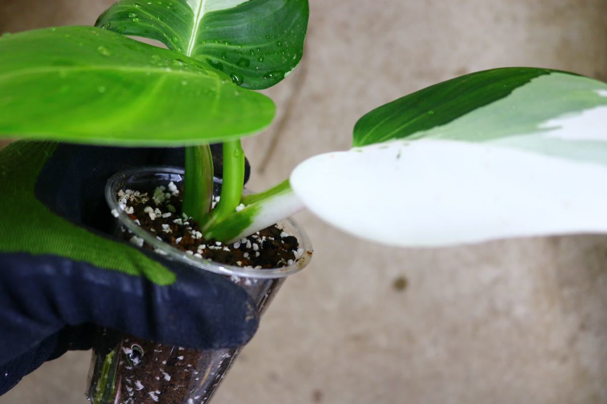 Philodendron The philodendron — Midwestern Jungle – Plants Hey Rooted of Indoor 0881613 Pot Grower 0
