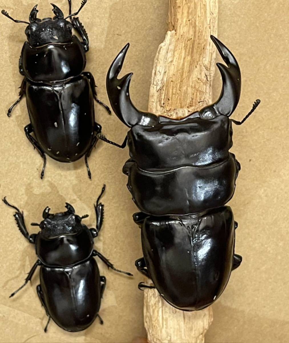 ブータン アンタエウスオオクワガタ 83と53ミリのペア