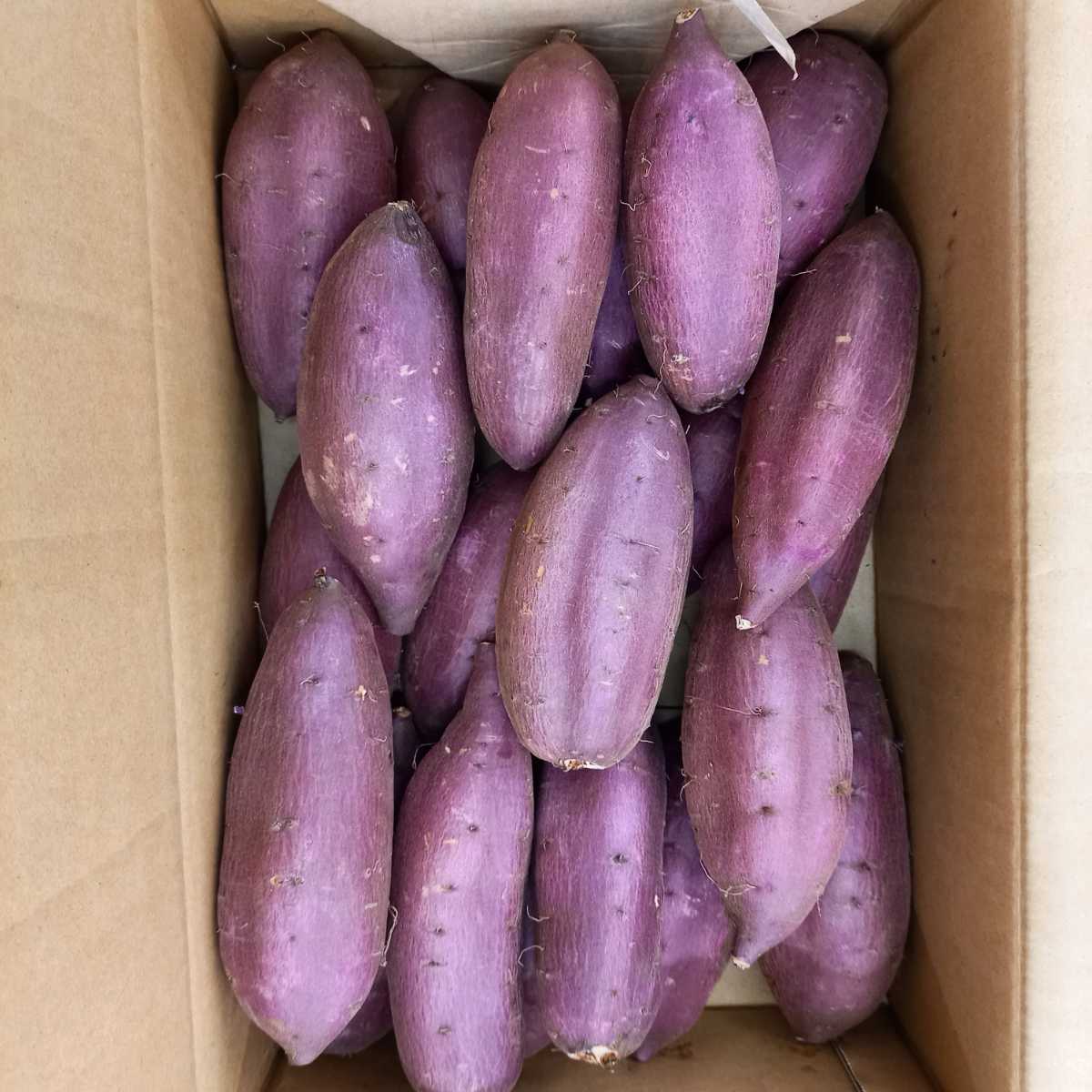24キロ重量おまけ付令和4年度新物紅はるかM＆Lサイズ茨城県土付減農薬