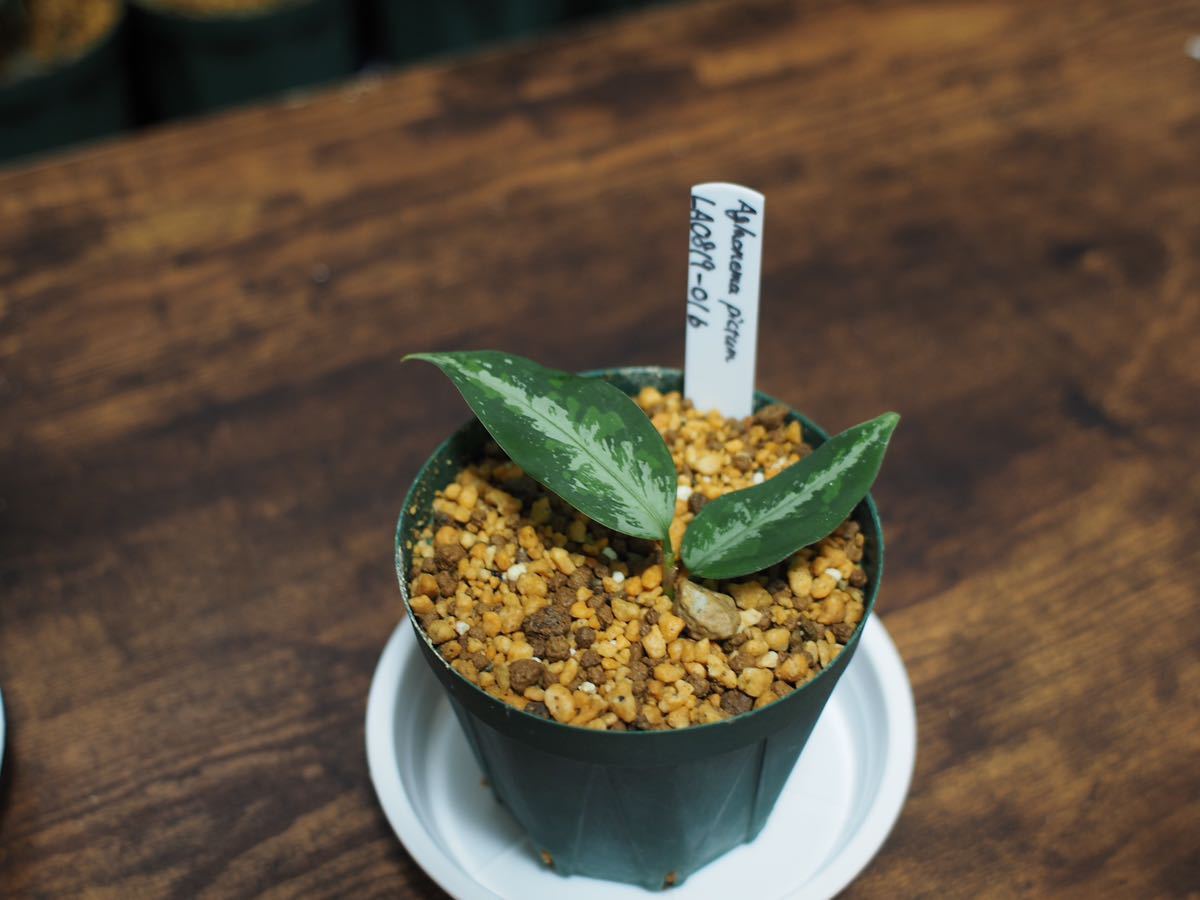 アグラオネマLA 0819ー01b