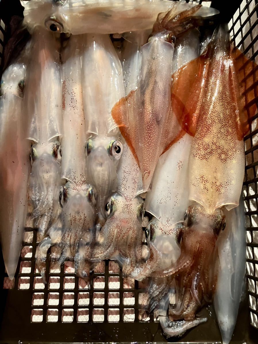 剣先イカの値段と価格推移は 25件の売買情報を集計した剣先イカの価格や価値の推移データを公開 剣先イカの値段と価格推移は 25件の売買情報を集計した剣先イカの価格や価値の推移データを公開