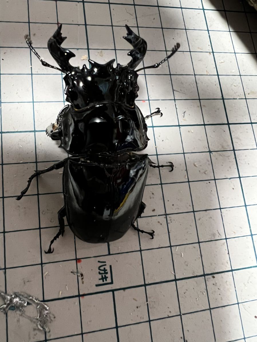 タランドゥスオオツヤクワガタ | タランドゥス メス53mm むしや タランドゥスオオツヤクワガタ | タランドゥス メス53mm むしや