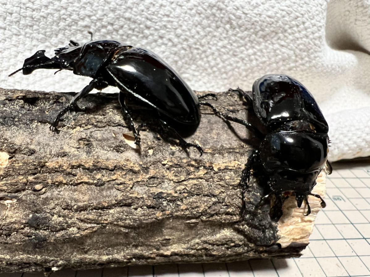 タランドゥスオオツヤクワガタ ペア親89mm | カブトムシ タランドゥス