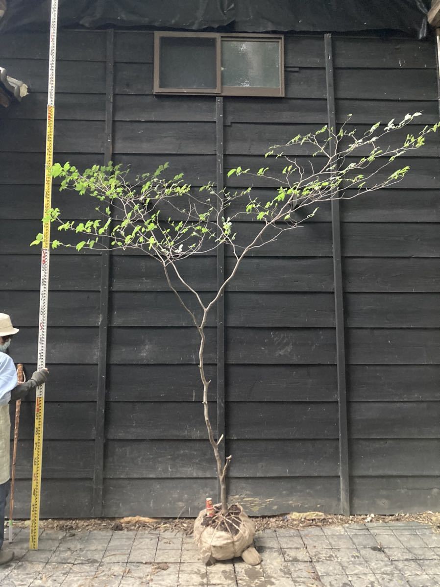 山取 シロモジ 特大の山採りシロモジ。 連休特価！特大の山採り