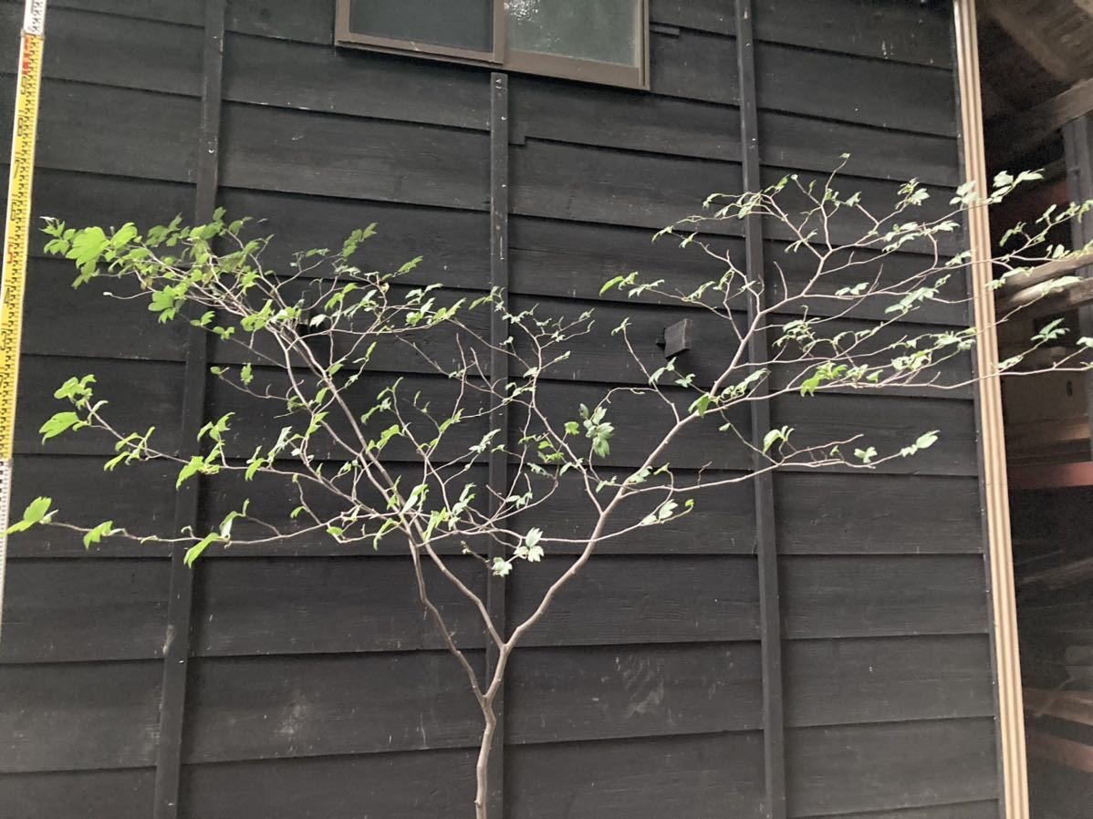 山取 シロモジ 山取 シロモジ 特大の山採りシロモジ。 連休特価！特大の山