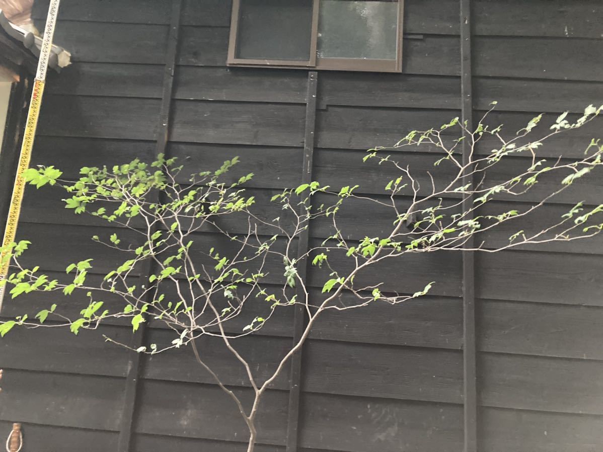 山取 シロモジ 山取 シロモジ 特大の山採りシロモジ。 連休特価！特大の山