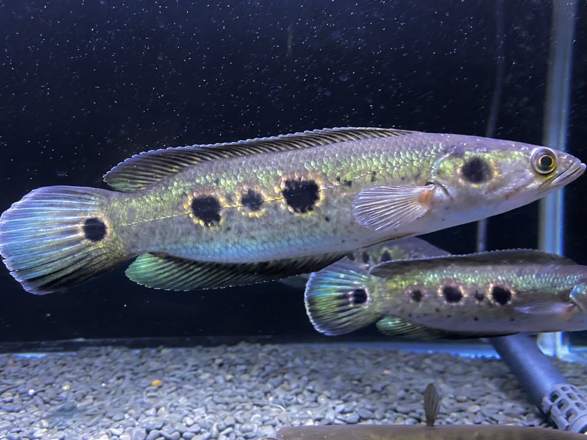 極上！フラワートーマン±25cm 3×3スポット個体 オセレイトスネーク  