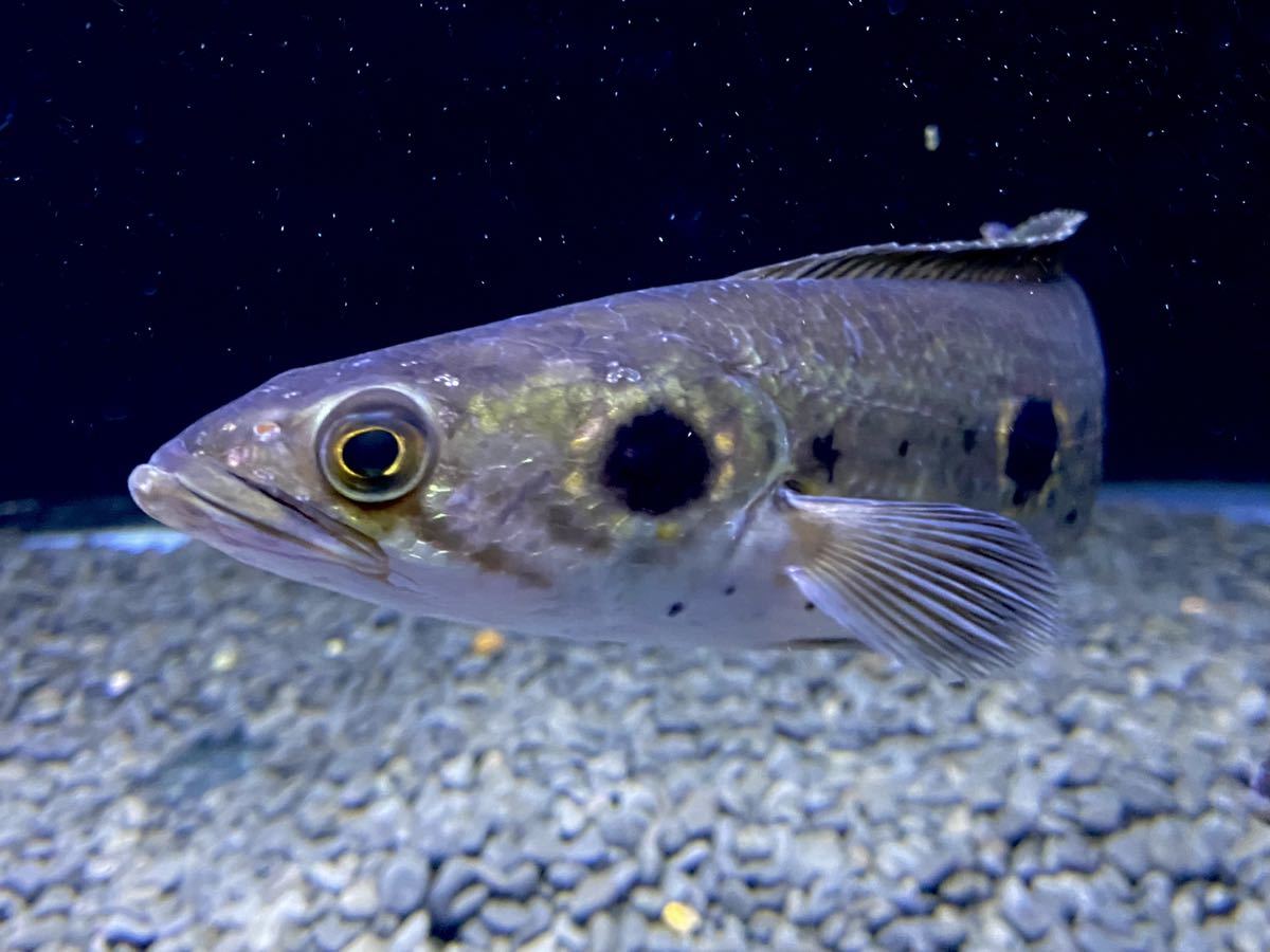 極上！フラワートーマン±25cm 3×3スポット個体 オセレイトスネーク  