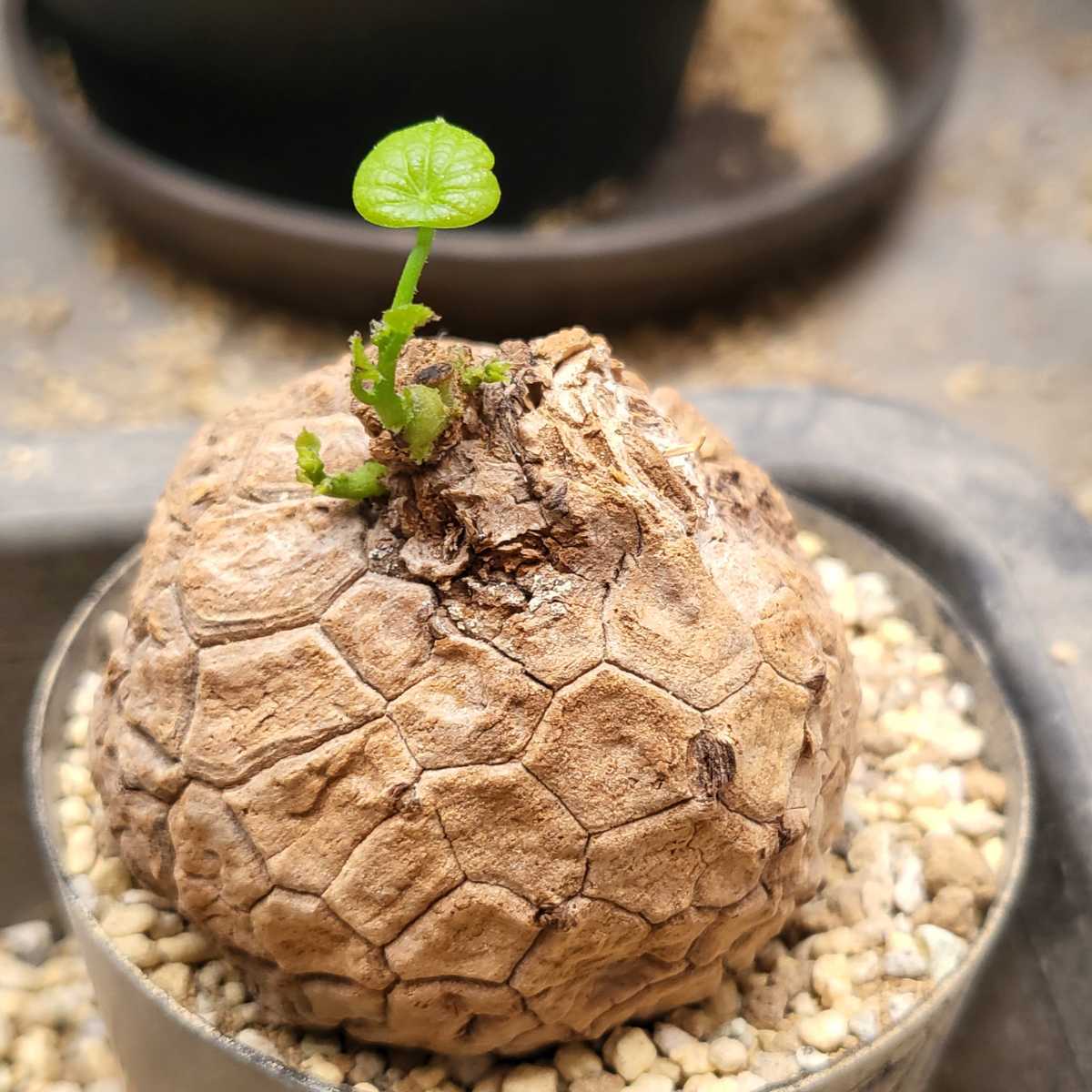 カ7128 「現地」アデニア オバタ 植え【発芽開始・未発根・塊根植物