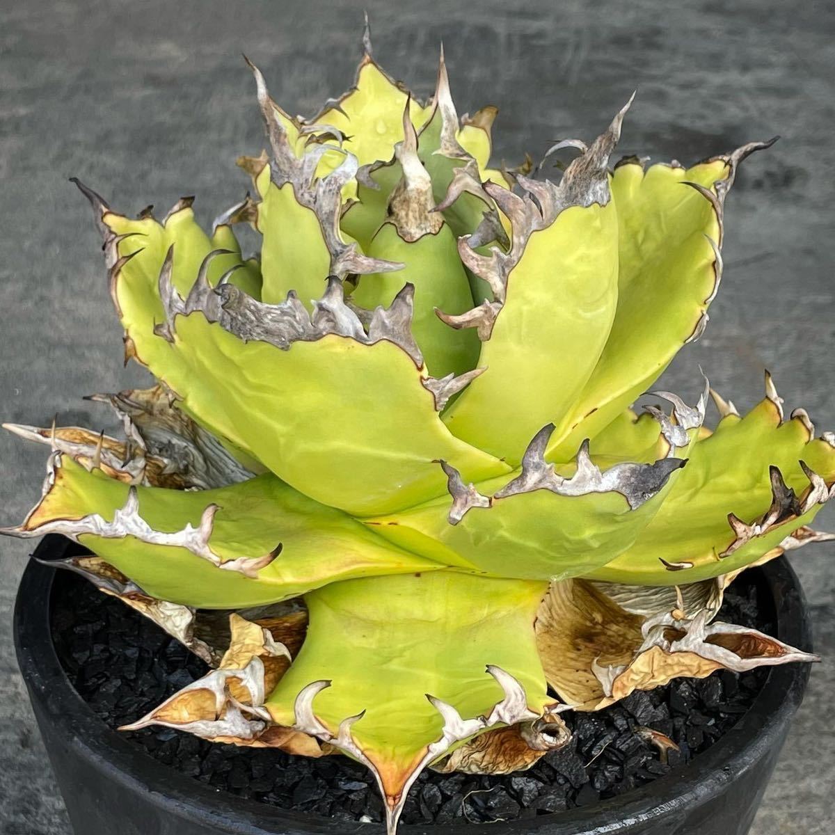 i-img1200x1200-17329695454443mrxa3w51901