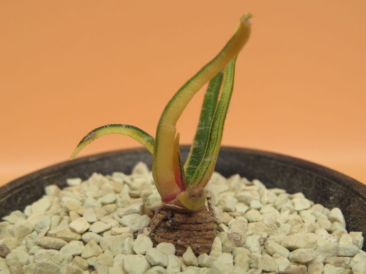 98 アリオカルプス アガベ 牡丹錦 サボテン 多肉植物 サボテン 多肉