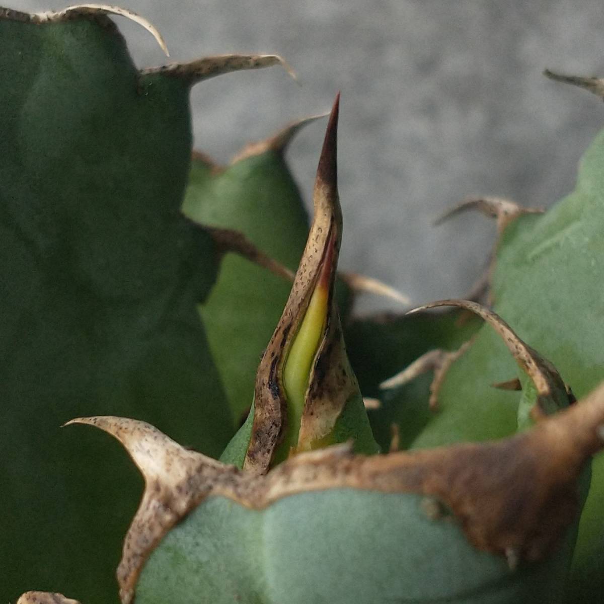 ever plants】Agave titanota Dennis002（9F198）デニス002、チタノタ 