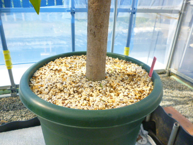 マンゴー苗木】紅象牙