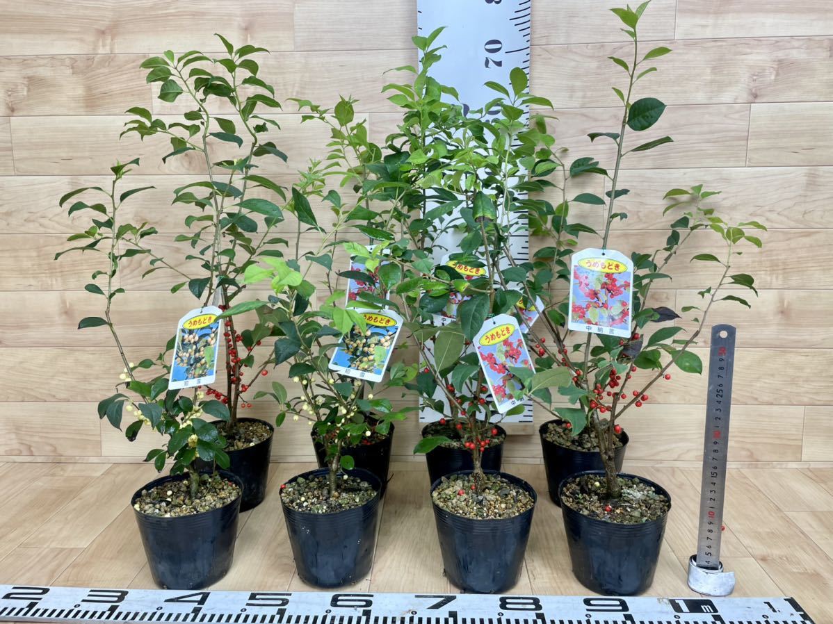 サボテン絵　専用 ビャクシン】梅[玉牡丹]／ウメ[タマボタン] 樹高41㎝ 中品盆栽 梅