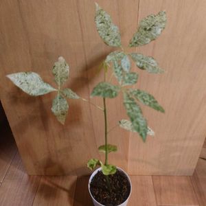 発財樹 斑入りパキラ ミルキーウェイ迷彩 実生苗 8 Cm 前 後 Www Theivyspa Com