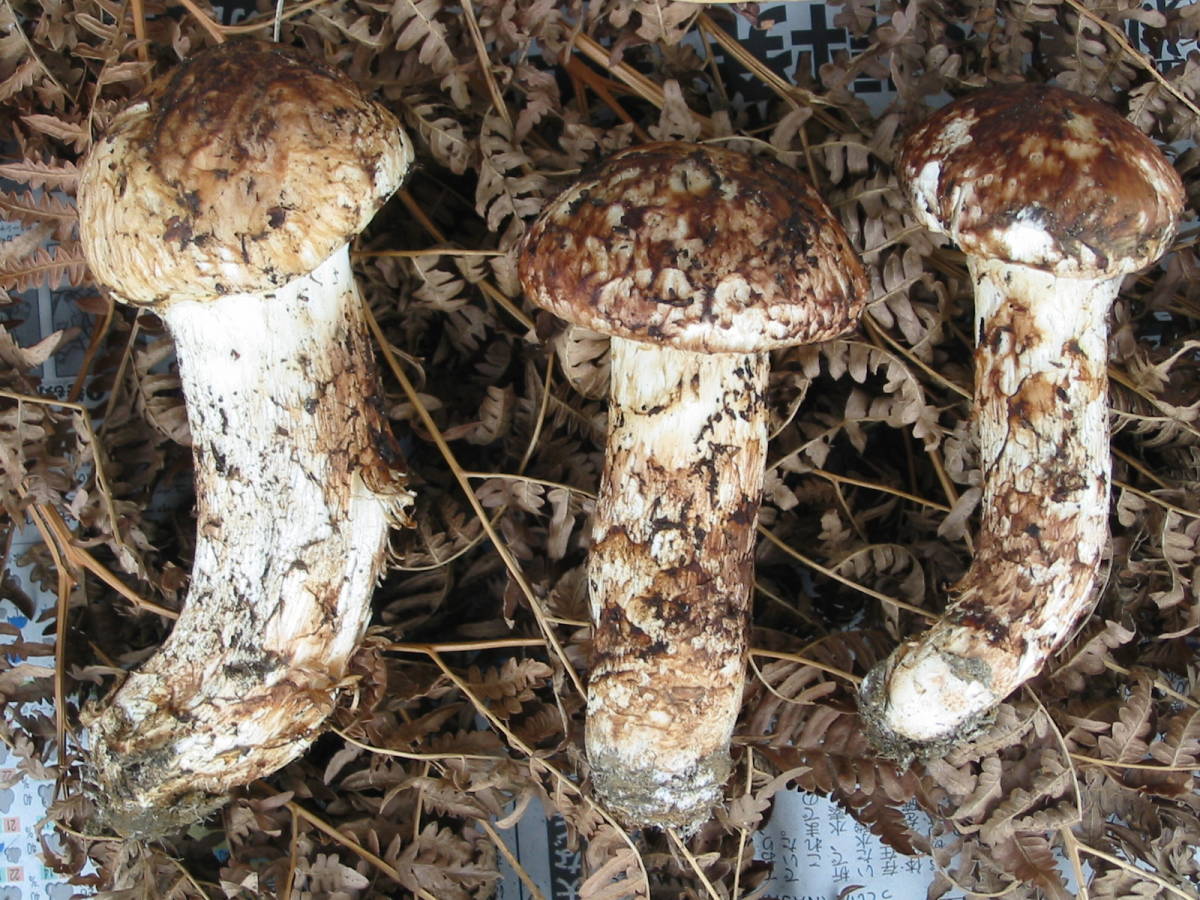 公式通販 岩手県産 松茸 10⁄11朝採れ 岩手県産松茸 100g 岩手県産松茸 