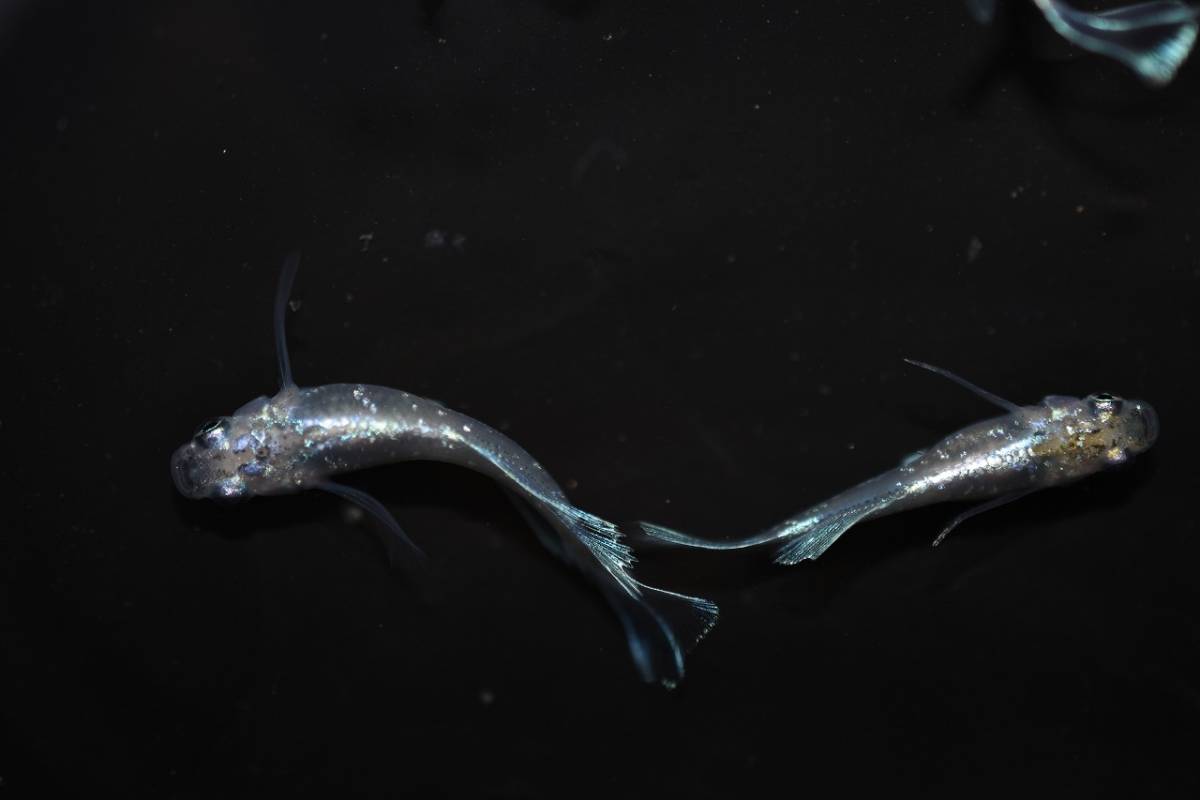 《めだかまくら》エメラルドフィンヒカリリアルロングフィンめだか。１ペア+メス２！若魚！冬場の室内採卵に。まだまだ色上がってきます。