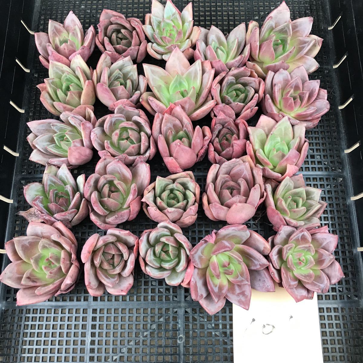 927EKC50-101韓国多肉植物 エケベリア ドリームブルー25個(サボテン