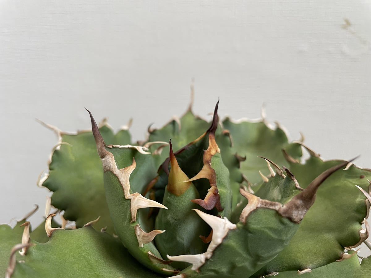 agave-isthmensis-kabutogani-v0-xoga76z07n4h1