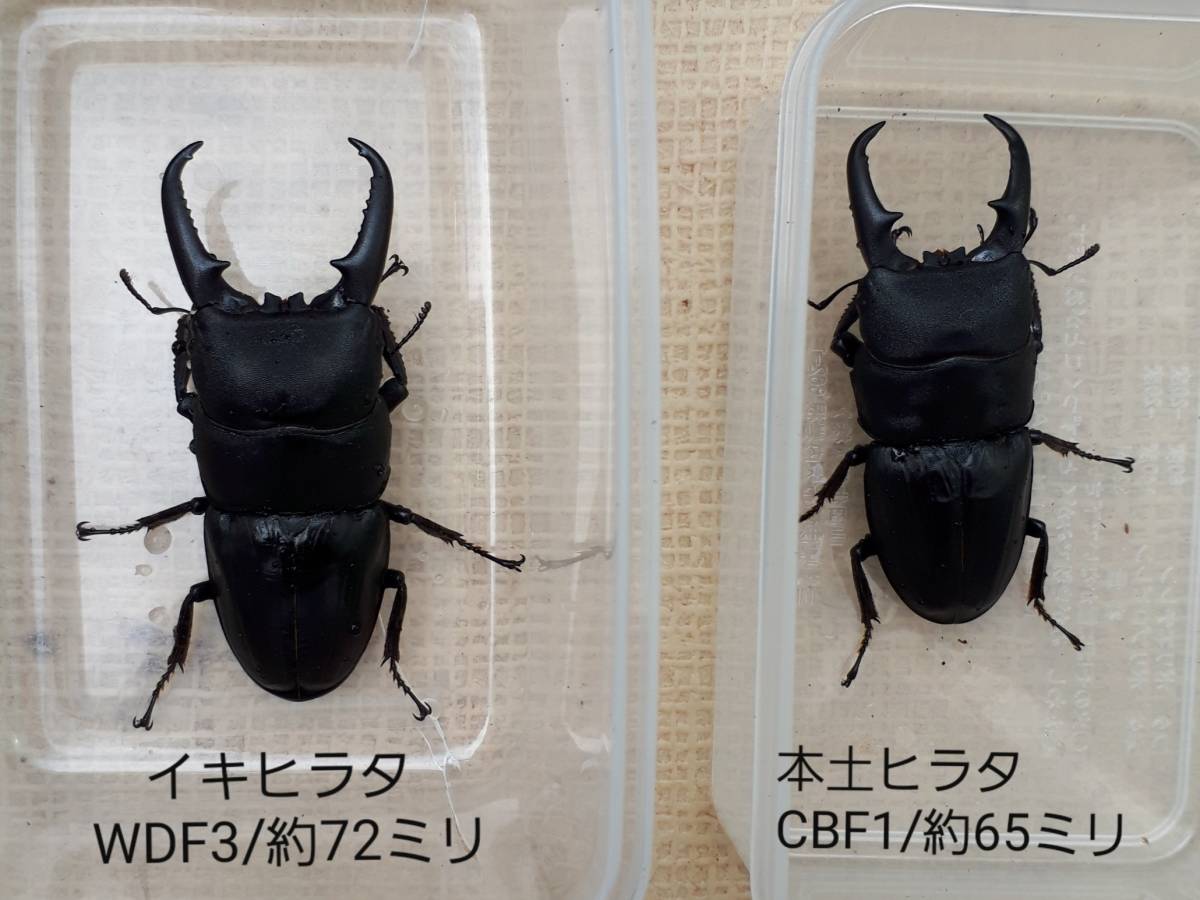 鑑賞飼育用に】/新成虫/イキヒラタ単品オス約72ミリ×本土ヒラタ単品