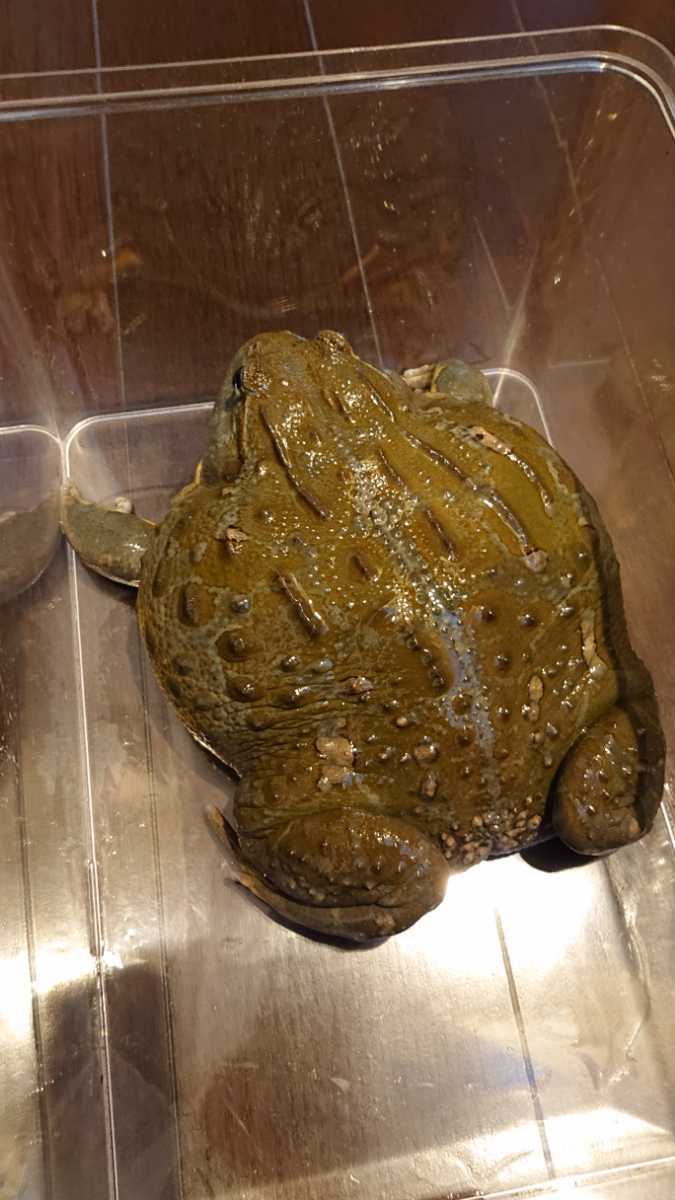 ☆アフリカウシガエル特大2歳(カエル)｜売買されたオークション情報 