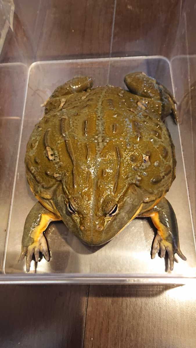 ☆アフリカウシガエル特大2歳(カエル)｜売買されたオークション情報 