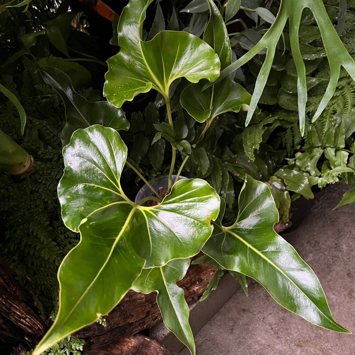 アンスリウム　ブロウニー　Anthurium Brownie 斑入り　激レア アンスリウム ブロウニー Anthurium Brownie 斑入り 激レア