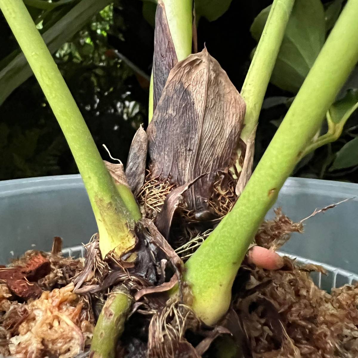 アンスリウム ブロウニー Anthurium Brownie 斑入り 激レア
