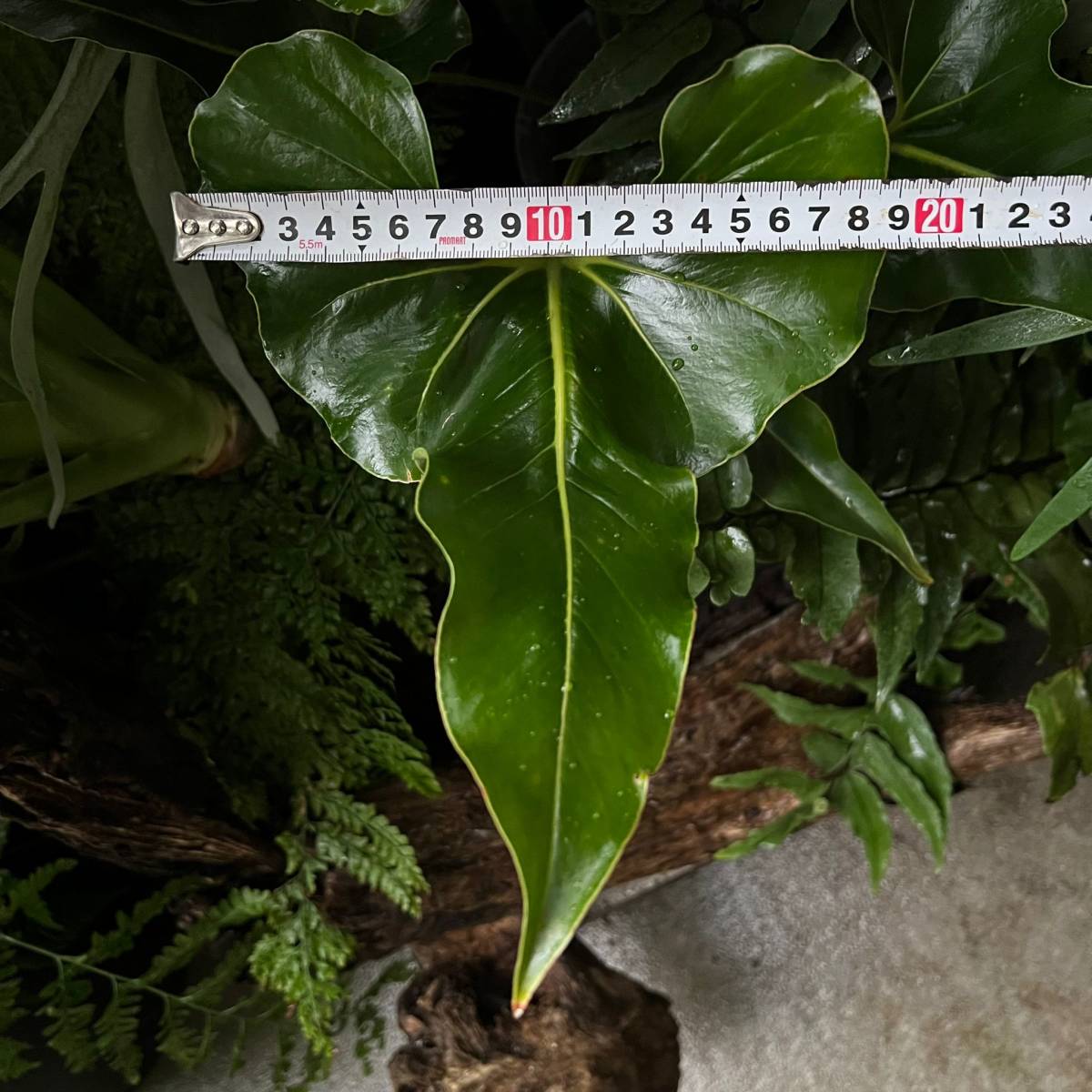 アンスリウム ブロウニー Anthurium Brownie 斑入り 激レア