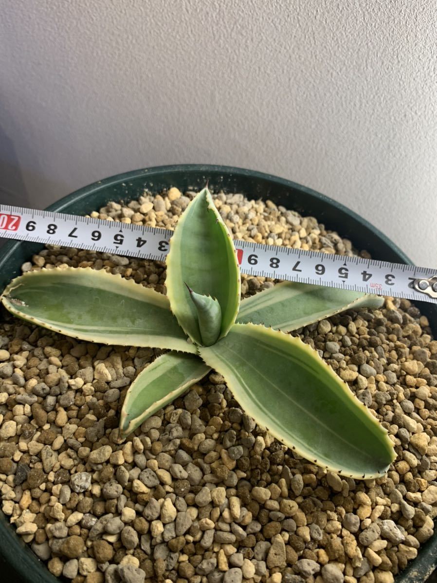 アガベ リップルエフェクト2株 かまびすしい 