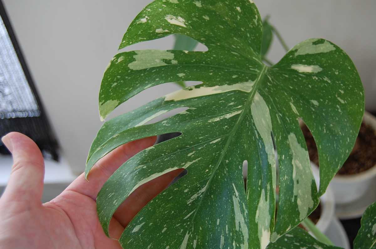 モンステラ デリシオーサ イエローモンスター (Monstera 丸葉 選抜変化 