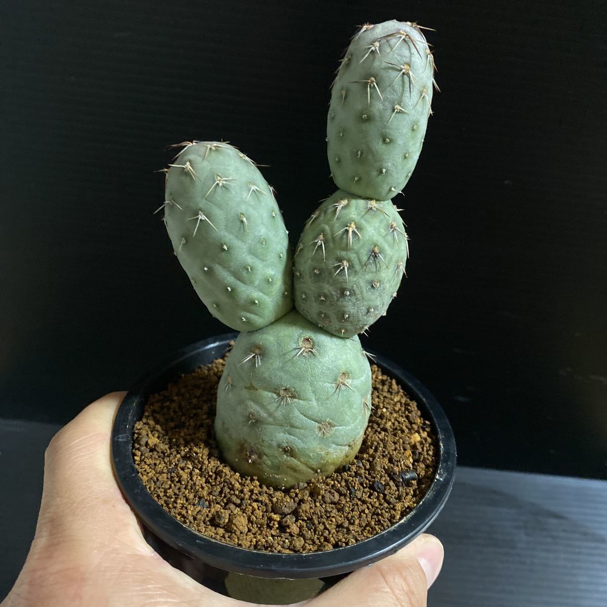 テフロカクタス ゲオメトリクス 大 自根 サボテン ビザールプランツ